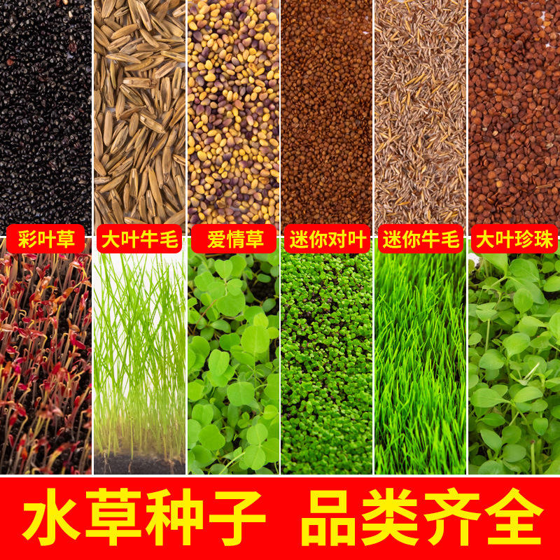 水草缸自养水下水中叶 迷你豹纹血心兰 丹麦红玫瑰红色前中景水草