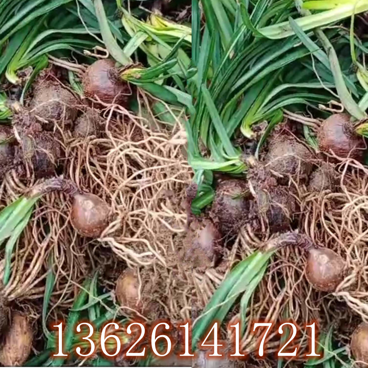 批发石蒜 多年生草本植物 红花石蒜 朵朵红 遍地红花