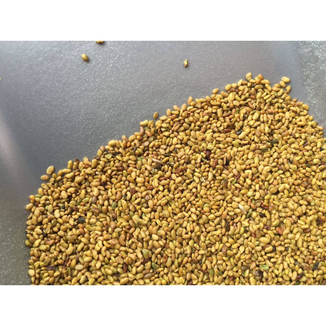 牧草种子高纯度 黄花苜蓿种子 草木犀樨种子 耐旱耐寒耐贫瘠