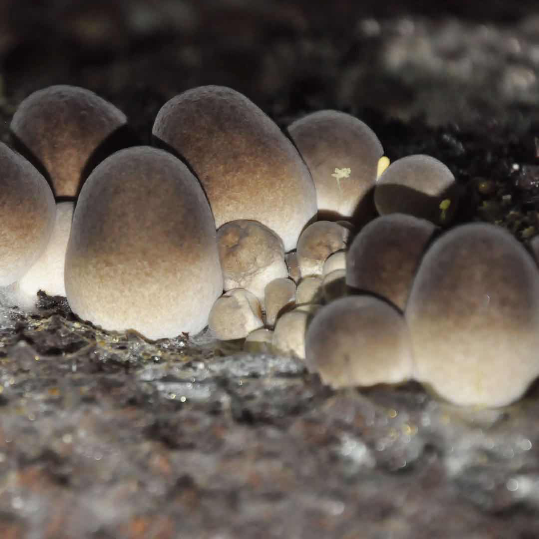 福建古田兰花菇干货草菇 500g草菇干菌肉质脆嫩 古田现货厂家直发