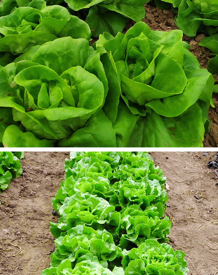 奶油生菜种子 农田菜园可盆栽肉厚柔嫩奶油生菜沙拉菜蔬菜籽