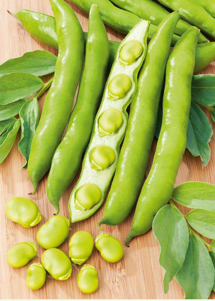 北斗七星大蚕豆种籽种子高产大粒型春夏秋冬四季阳台蔬莱孑籽