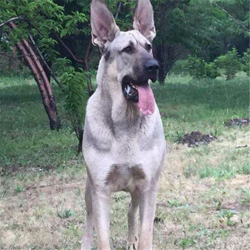 出售狼青犬幼犬纯种大型巨型中华青狼大狼犬活体犬崽幼崽