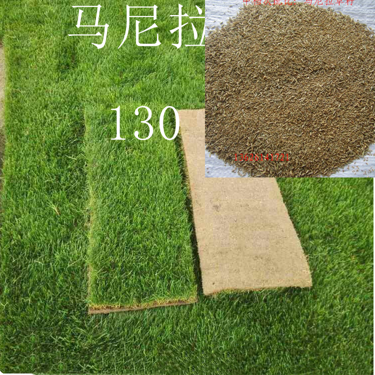 批发 马尼拉草籽 马尼拉 四季青草籽