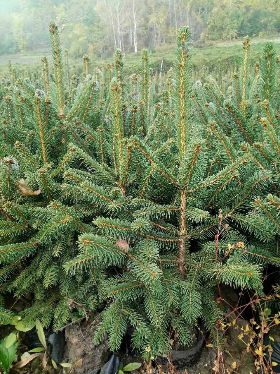 各种规格云杉青仟树苗