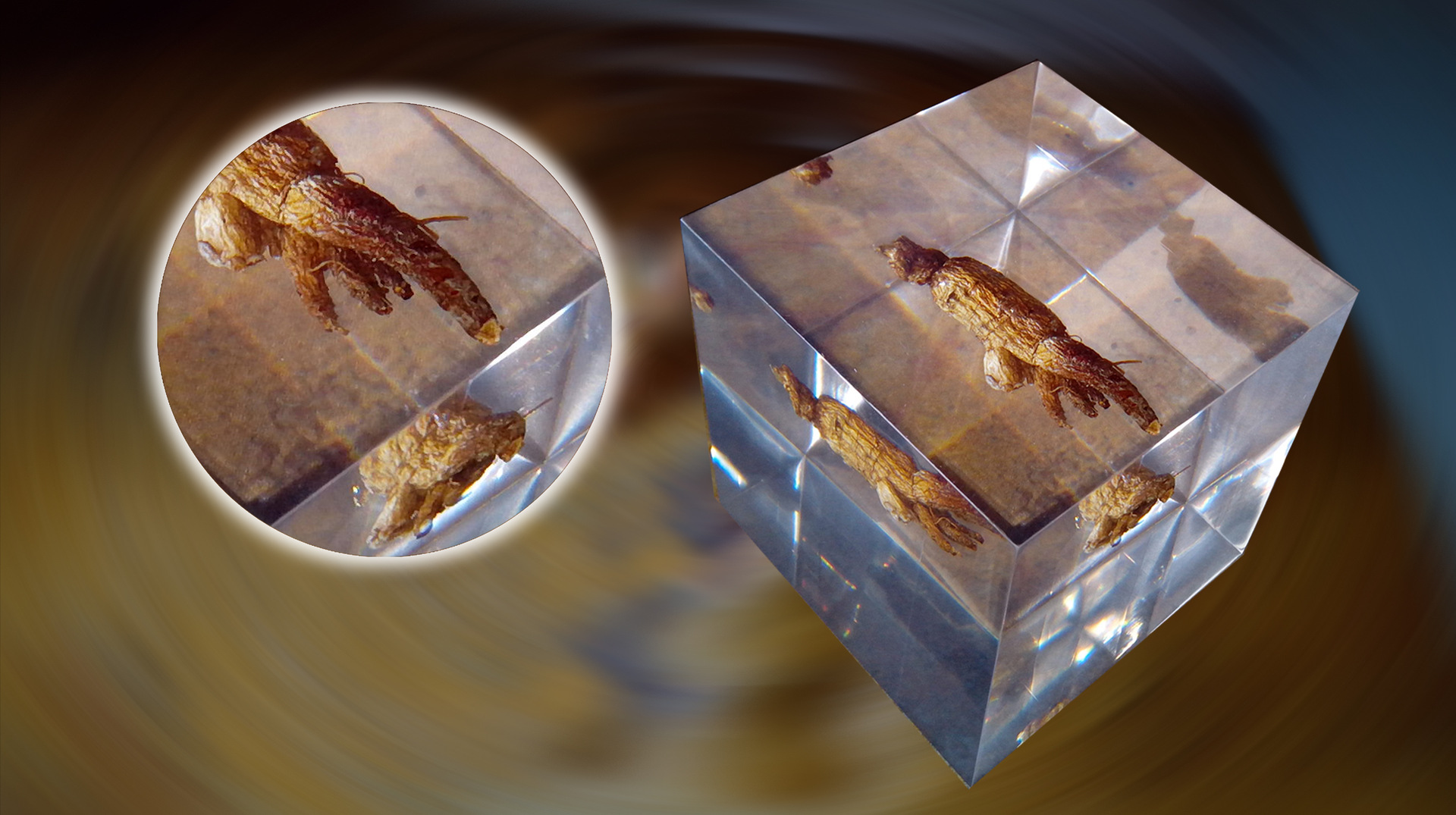 水晶胶工艺品摆件中药材标本美陈展示手工品人参标本永生纪念