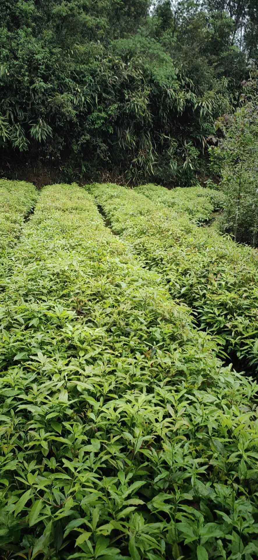 【基地批发】丛生木荷杯苗木荷0.8公分木荷1公分木荷2公分木荷3