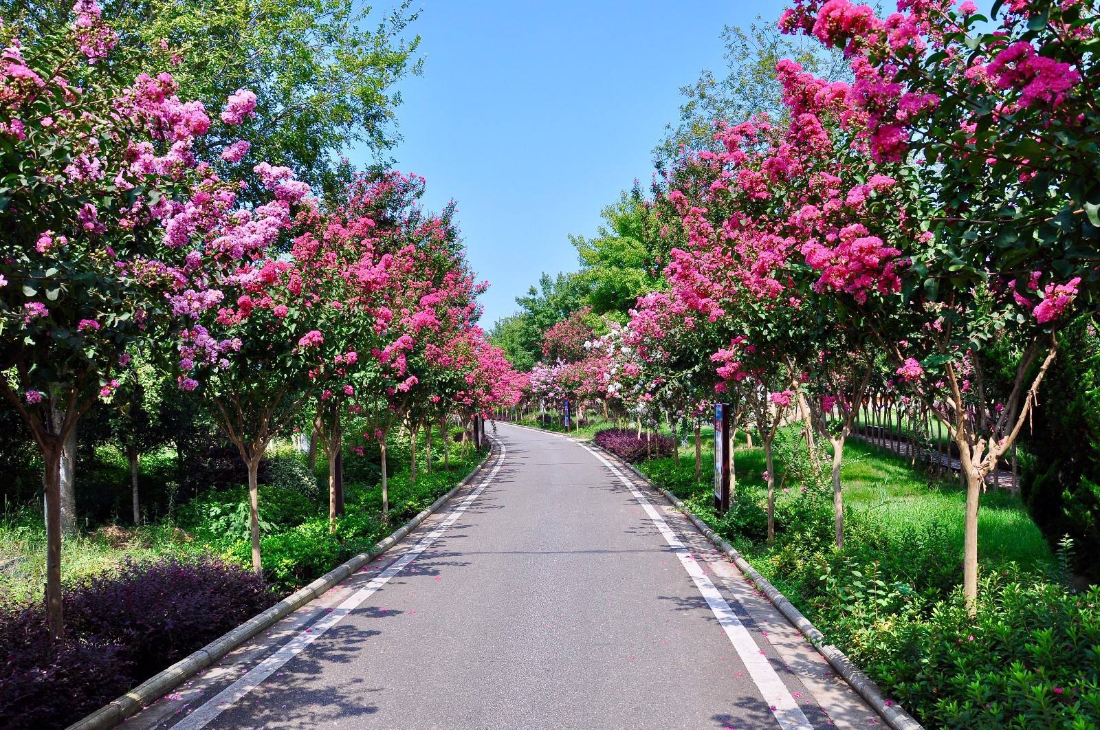 园林 绿化 工程 花卉 庭院 树 原生 传统 紫薇树 苗 百日红