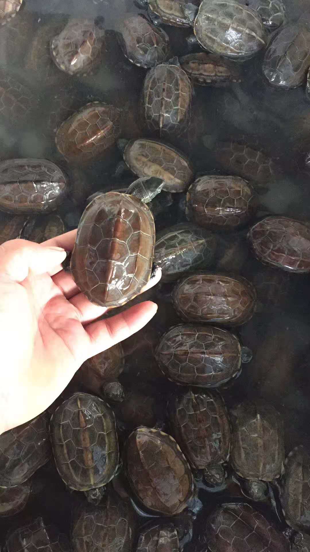 厂家批发外塘中华草龟金钱龟巴西龟 观赏宠物小乌龟活体 草龟苗-阿里