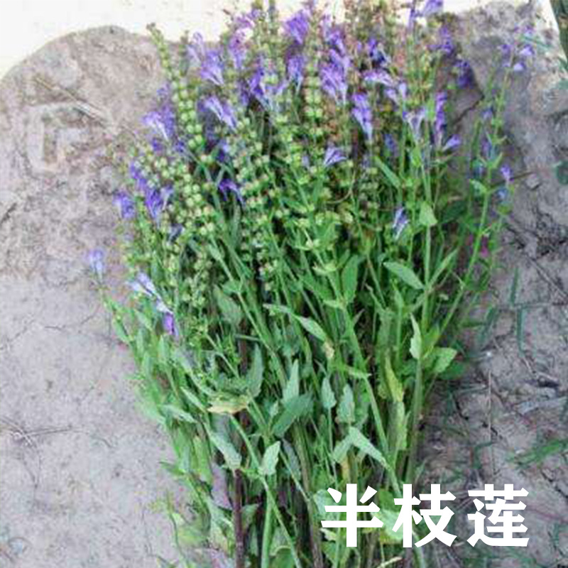 半枝莲种子野生半枝莲 种子 韩信草半边莲苗 野生的半支莲中药材