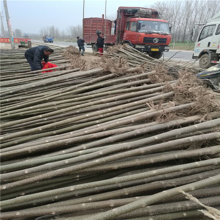 足章苗木种植出售5公分泡桐树苗(基地销售/价格可议)