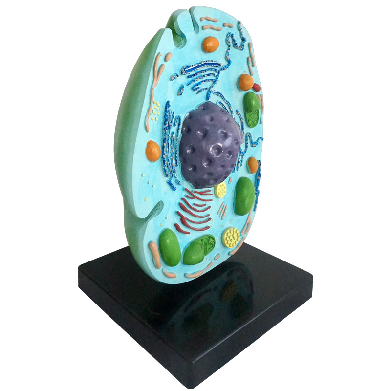 动物细胞 细胞模型 动物细胞解剖模型 厂家直销