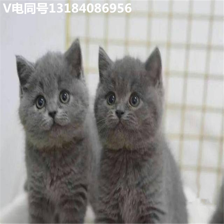 蓝猫活体宠物猫蓝猫英短蓝猫折耳蓝猫矮脚蓝猫丁香色蓝猫英短价格