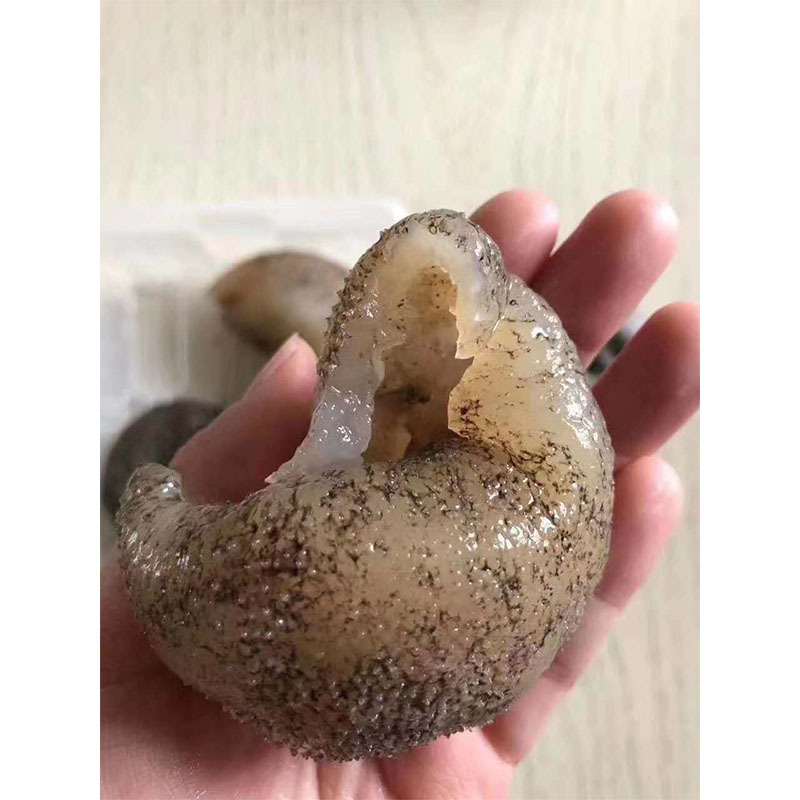 品质保障价格实惠大量批发种类齐全 海中宝 珍珠球参