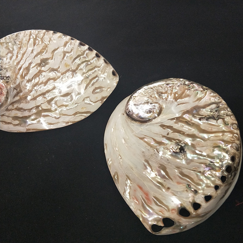 天然贝壳珍珠蚌壳 珍珠河蚌壳 抛光打磨饰品工艺品 原料