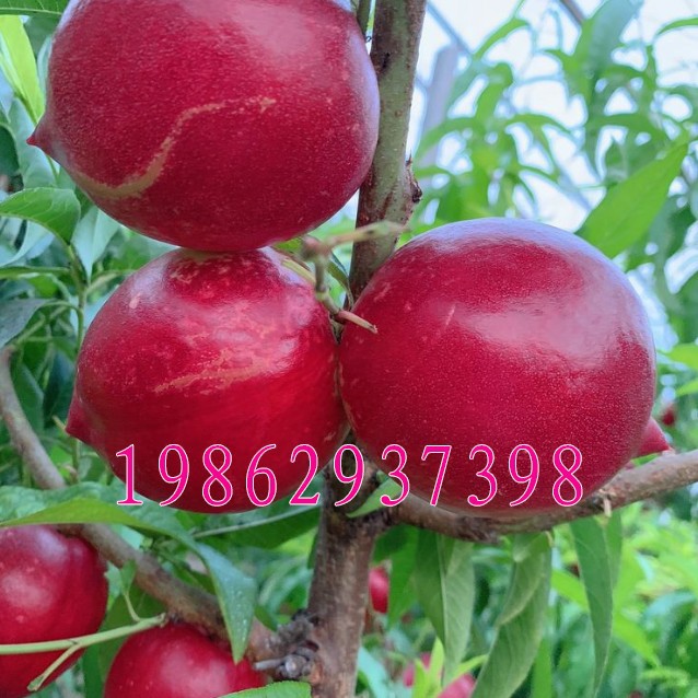 未来1号油桃果苗 早熟黄肉油桃品种 油桃树苗南方北方种植果树