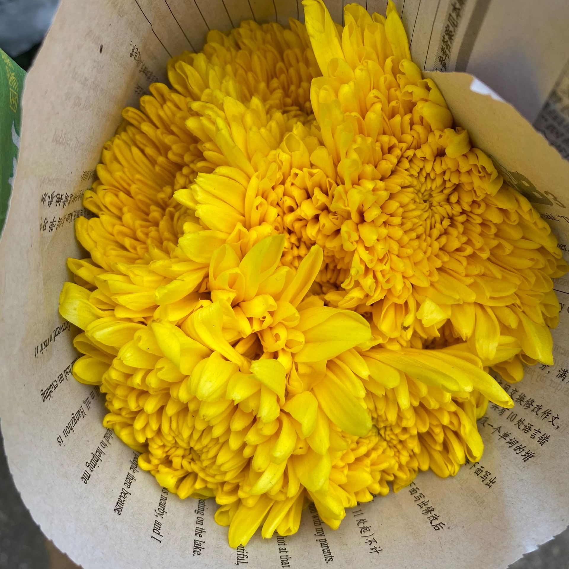 黄白大菊花鲜花 云南基地直批祭祀扫墓殡葬上坟礼佛鲜切花批发