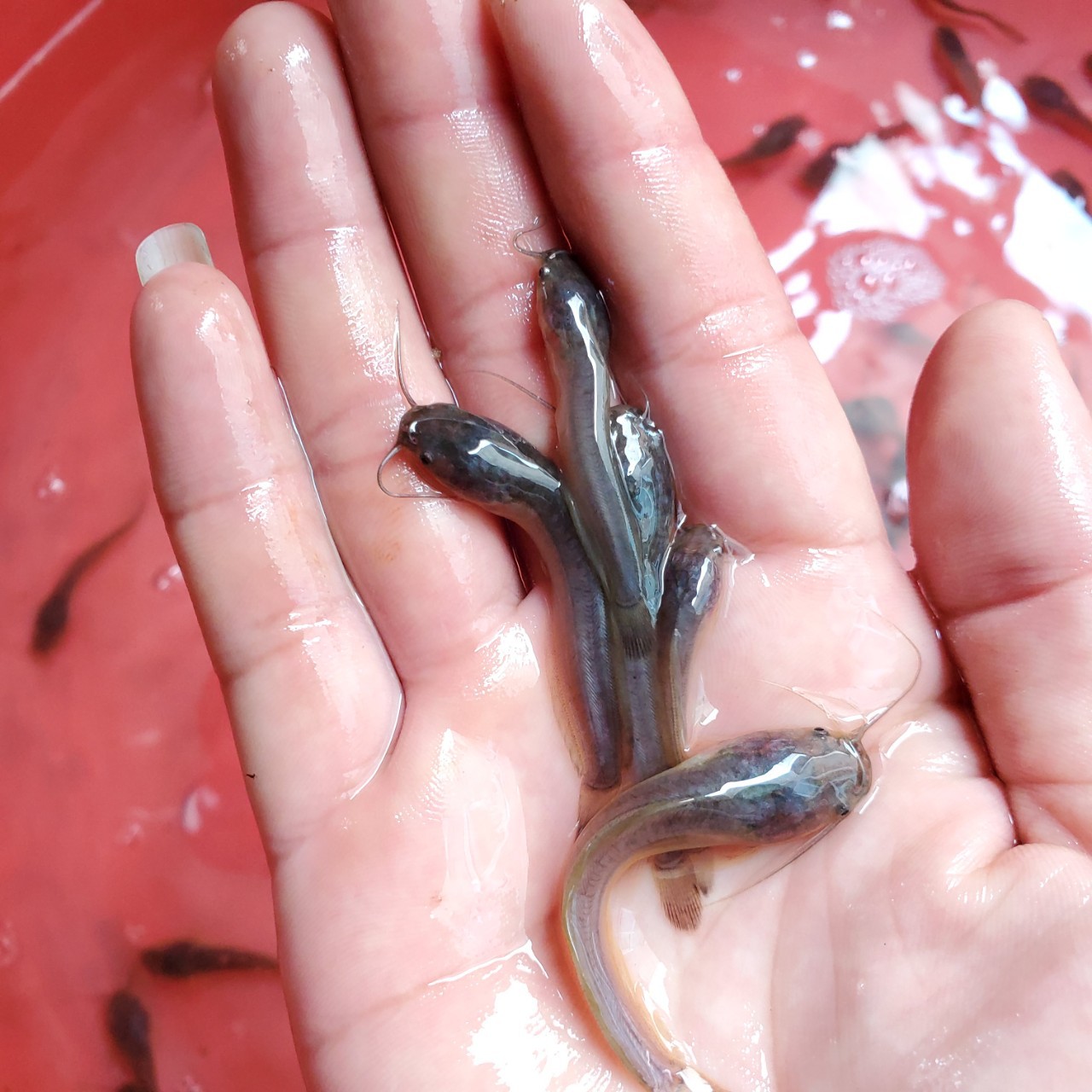 埃及塘鲺鱼苗 埃及鱼苗 塘鲺鱼苗 胡子鲶鱼苗 大量供应埃及塘鲺