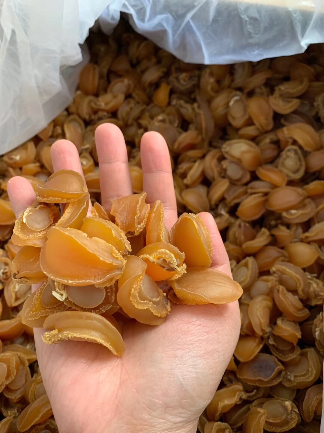 大连鲍鱼干鲍鱼鲍鱼仔30-500头淡晒海味干货批发海鲜特产煮汤滋补