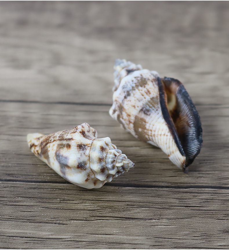 厂家直批天然海螺贝壳黑口螺鱼缸材料工艺装饰品大量批发一斤装