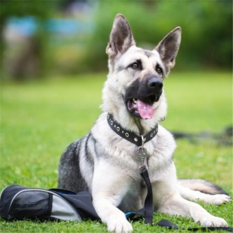 0成交0条出售纯种狼青幼犬活体大型狼青犬昆明犬双血统青狼幼犬大骨架