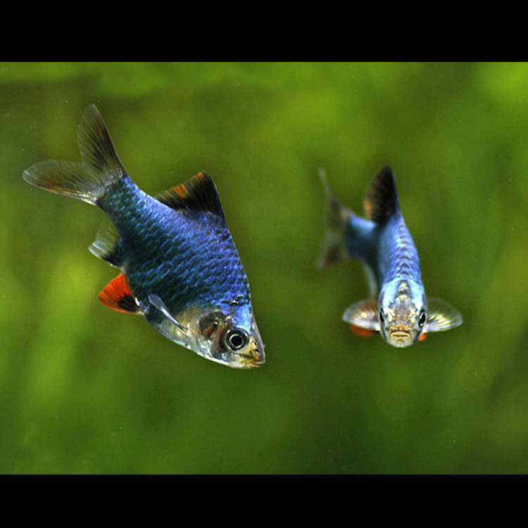 水族宠物绿虎皮鱼活体热带观赏鱼淡水草缸小型群游鱼宠物特价批发