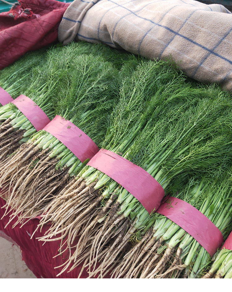 割茬茴香产地/厂家韩育成活率98(%)含水量≤7(%)发芽率≥85(%)净度99