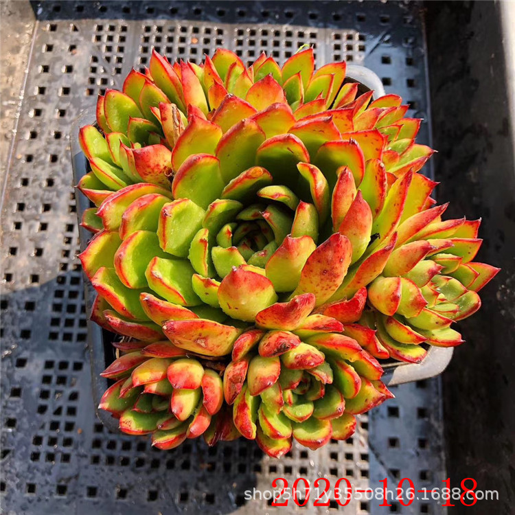 868云南多肉植物批发雪鹰群生姬明镜群多肉品种金黄色状态