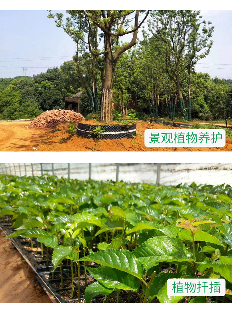 森乐apt生根粉花卉树木园林育苗扦插移栽生根剂10克