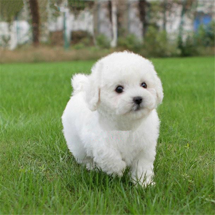 宠物狗狗比熊幼犬卷毛比熊犬活体幼犬比熊 家养小型犬 长不大狗