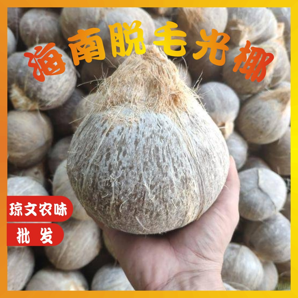 海南脱一次毛光椰子 新鲜现摘老椰子 椰子碗 椰子炖盅 椰子批发