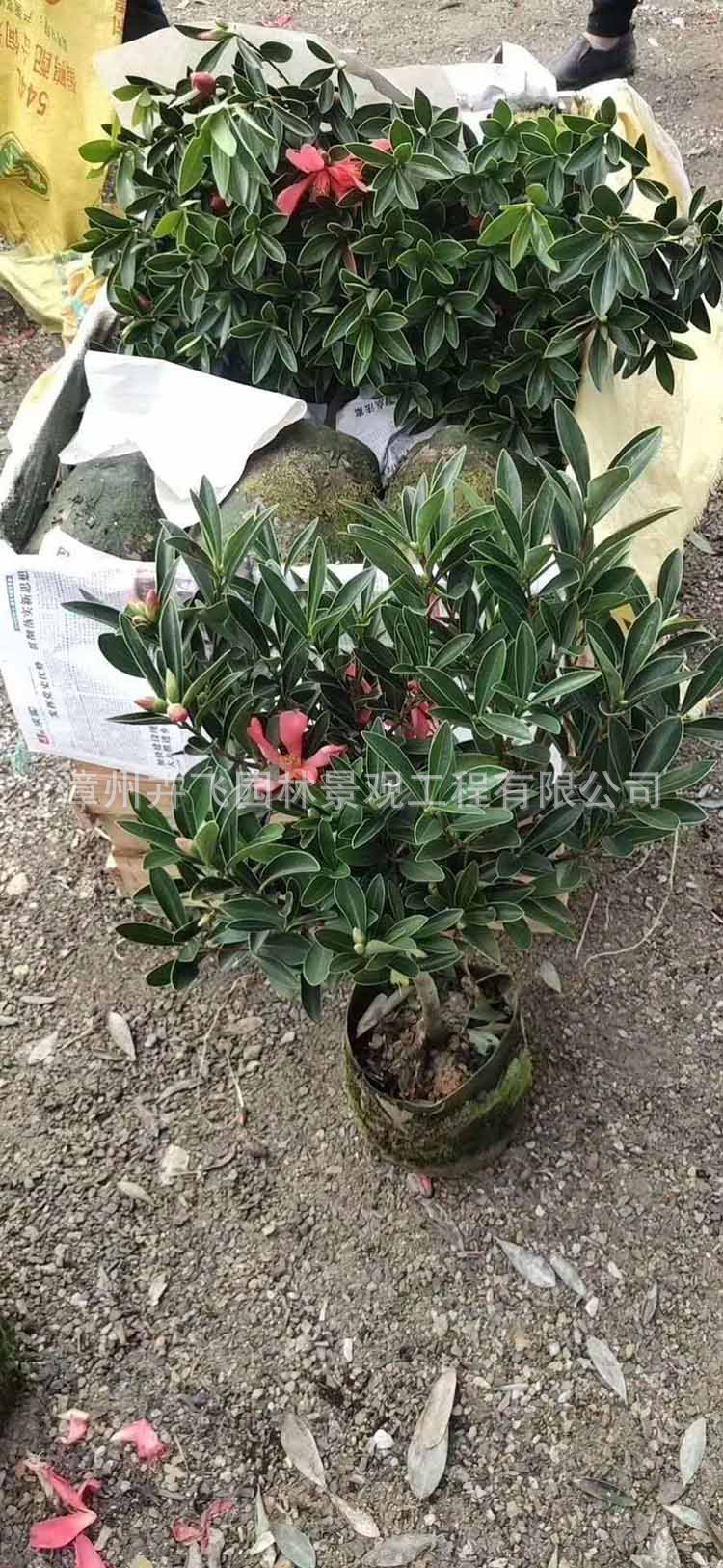 四季杜鹃茶花 福建漳州基地批发 量大优惠
