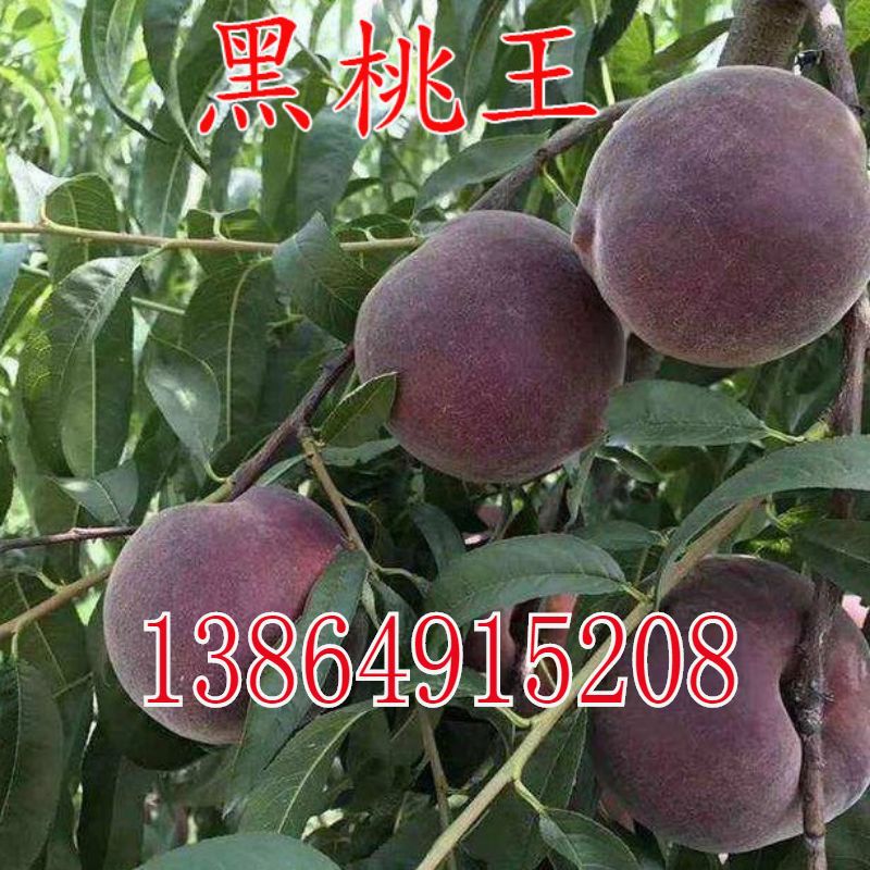 桃树品种中华黑桃王桃树苗黑桃皇后树苗嫁接当年结果南北方种植