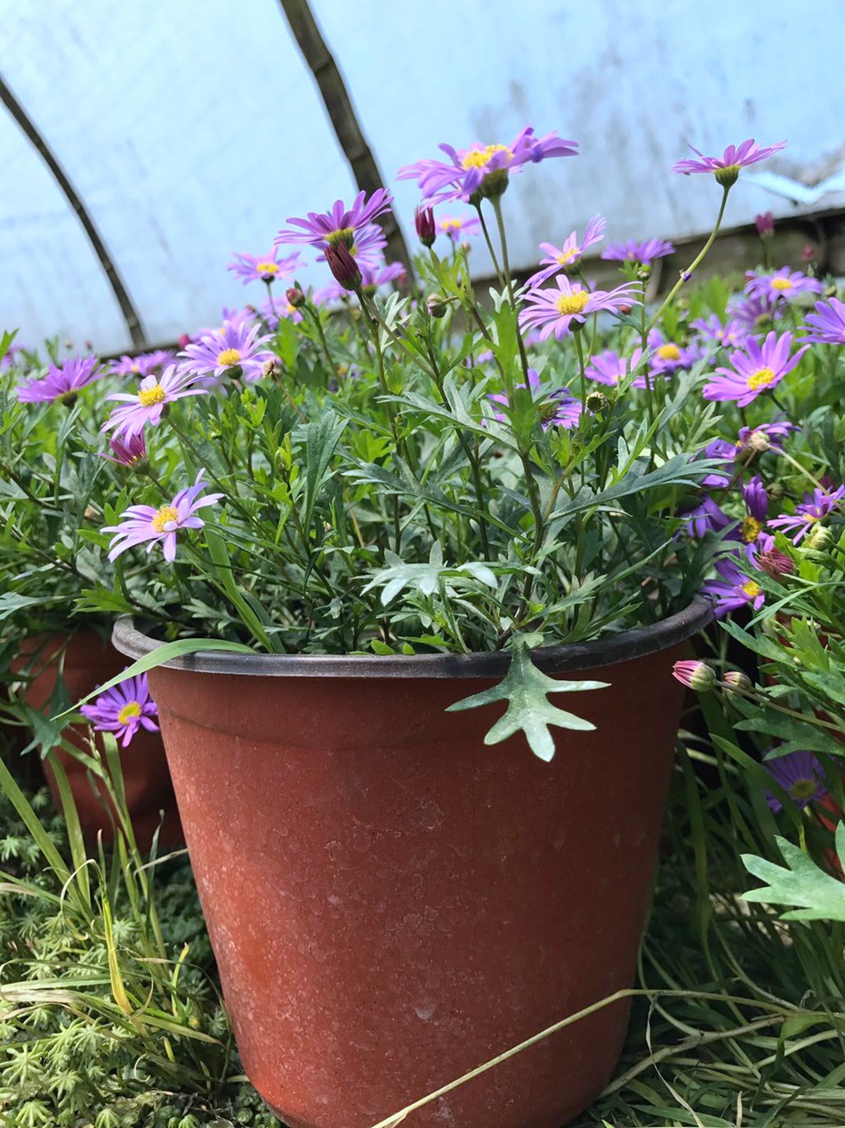 姬小菊 园林绿化地被植物 花镜植物