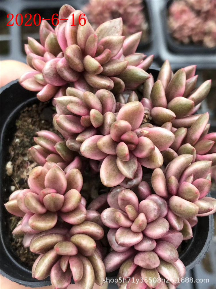 否是否属于礼品否是否跨境出口专供货源巧克力线,巧克力锦群规格扦插