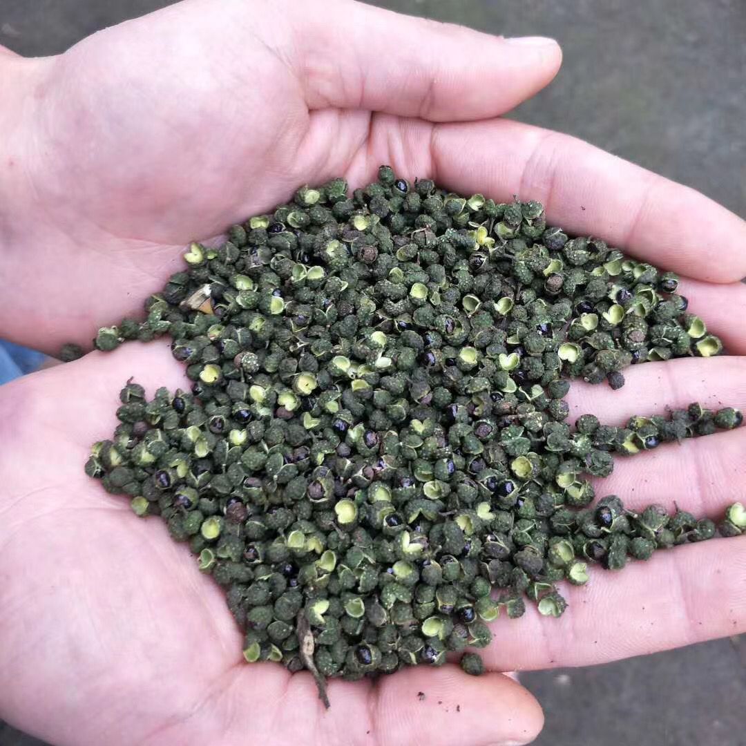 汉源青花椒十元一斤模式味道麻气味浓一手货源
