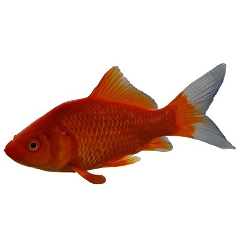 锦鲤鱼红草鱼批发零售黄金孔雀秋翠昭和绯写白写红白锦鲤三色锦鲤