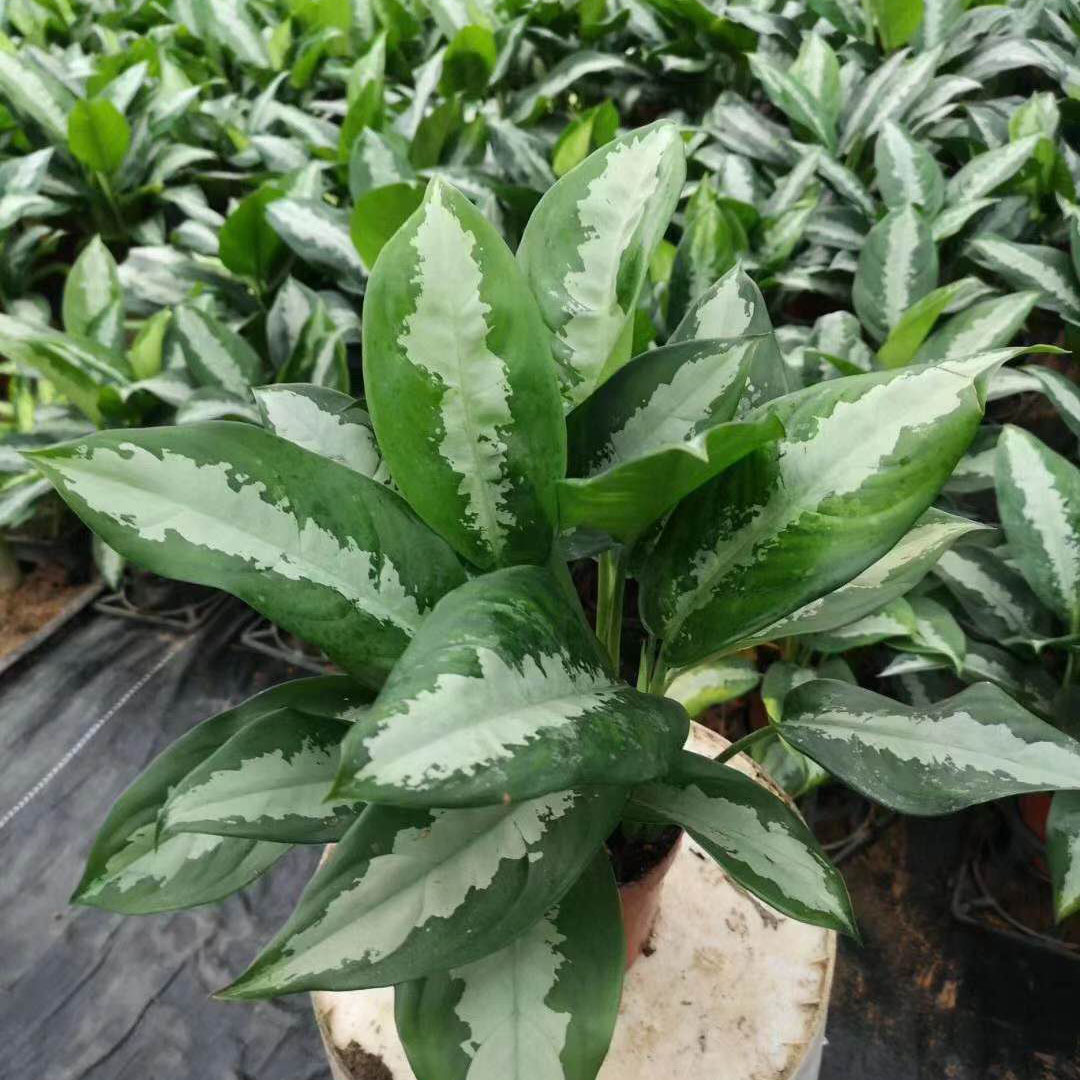 【基地直供】绿植盆栽 盆栽花卉 居家绿植 植物花卉 120#雅丽皇后-阿