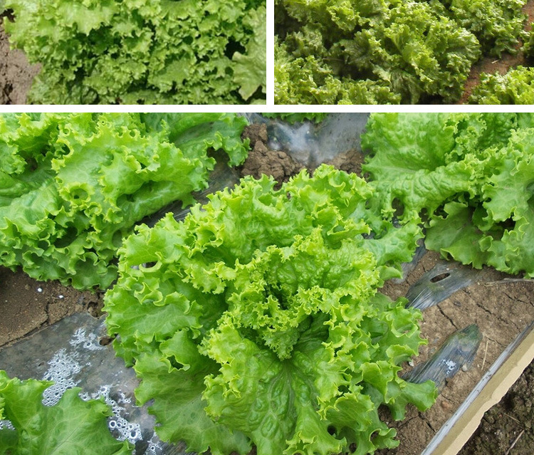 美国大速生菜种子 农田菜园基地叶片松散翠绿褶皱生菜蔬菜籽
