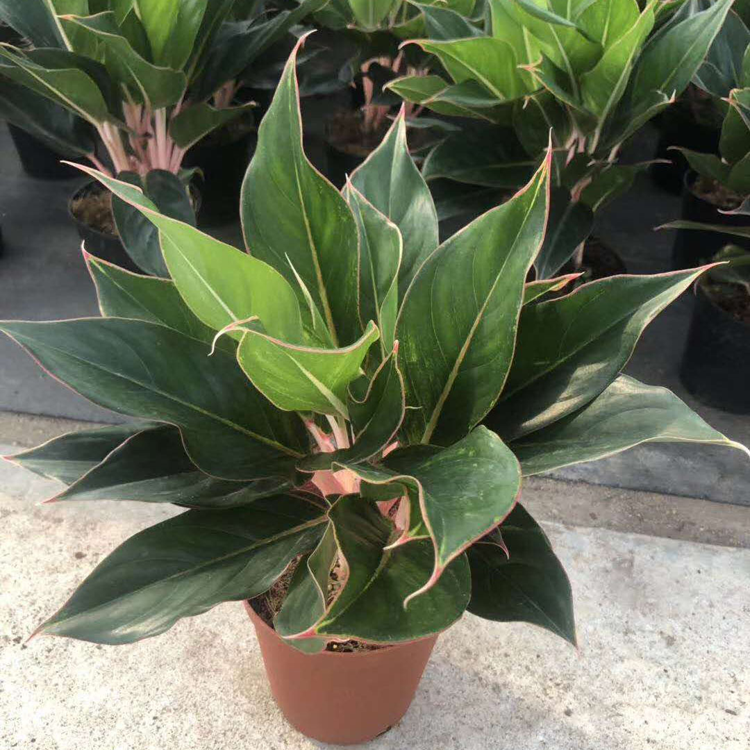 【基地直供】花卉植物盆栽 居家花卉 绿化植物盆栽 150#蓝宝石