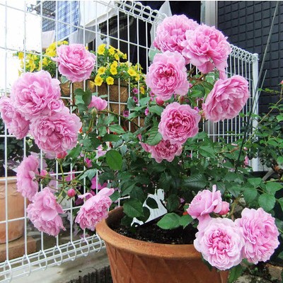 欧月纽曼姐妹/以马内利修女月季花苗 爬藤浓香勤花 珍贵品种推荐