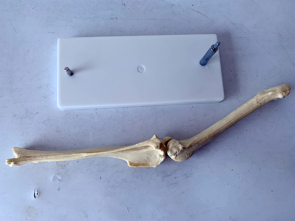 狗骨骼关节模型 狗后肢骨 犬后肢骨关节演示 犬后腿骨骼演示教具