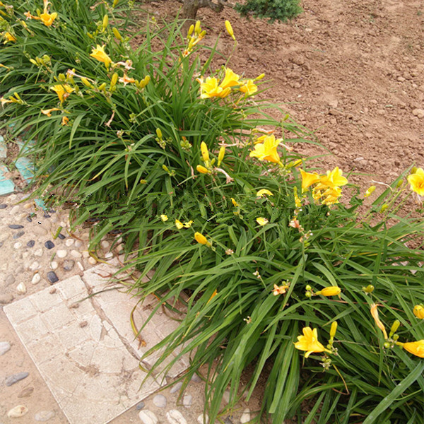 金娃娃萱草苗宿根地被花卉室外耐寒矮花庭院耐荫四季路边绿化植物