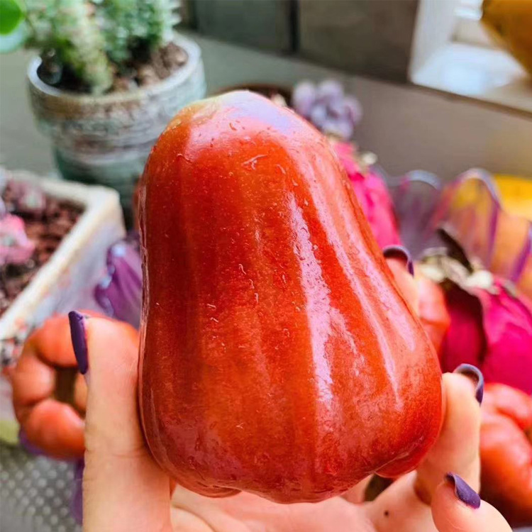 云之萌萌果新鲜热带水果多汁可口金刚莲雾补水新鲜水果黑金刚莲雾