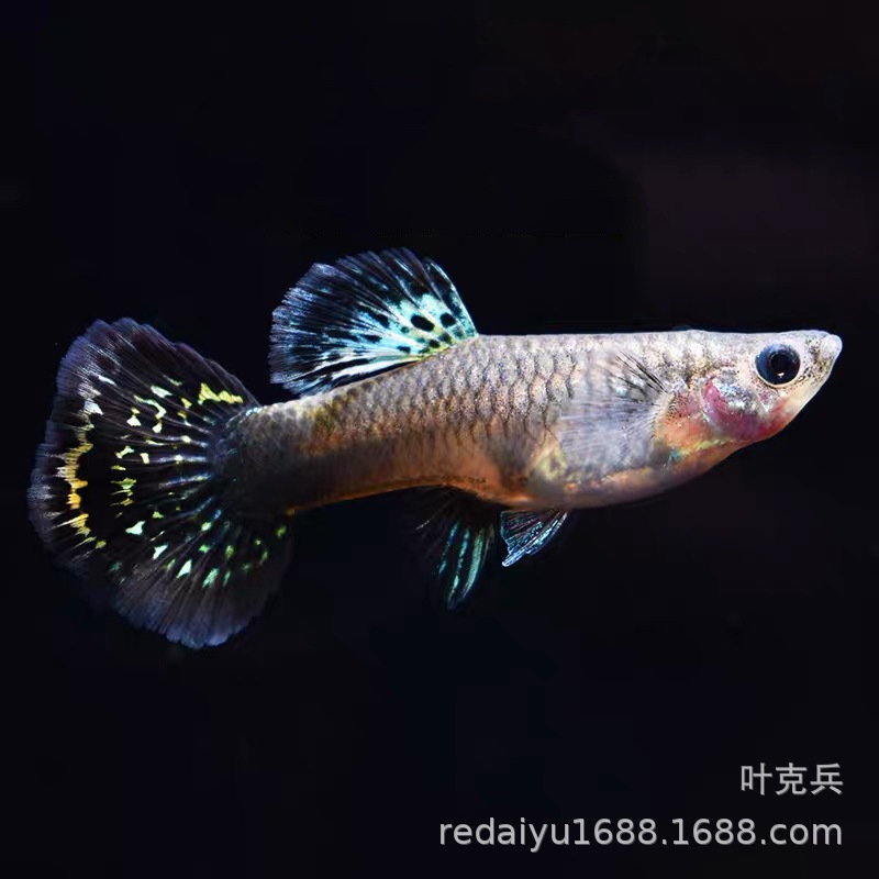 黄老虎孔雀鱼 凤尾鱼 孔雀鱼 热带鱼观赏鱼养殖场批发