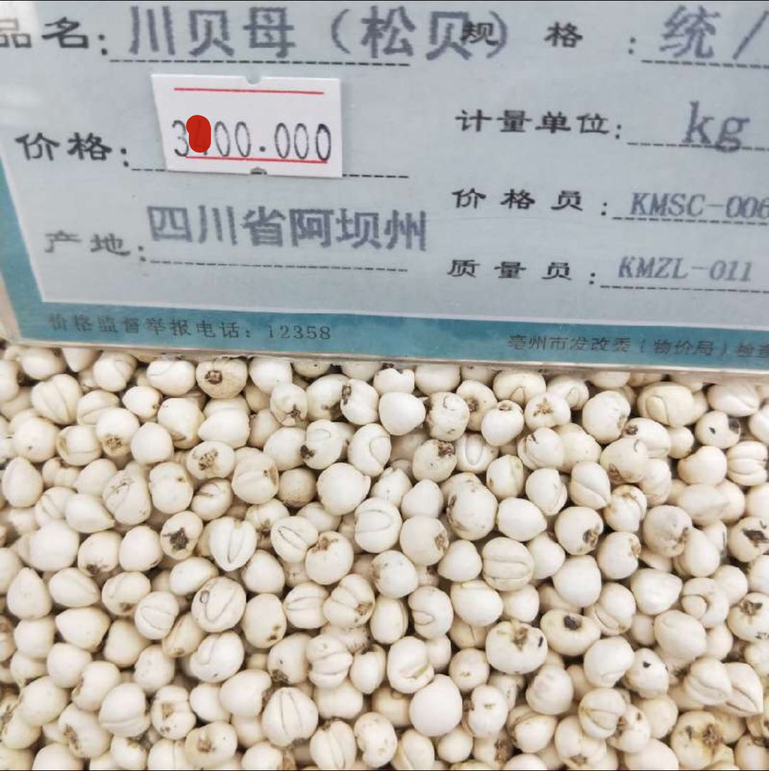 川贝 野生川贝母无硫松贝母批发炉贝母 伊贝母 新疆贝母大量现货