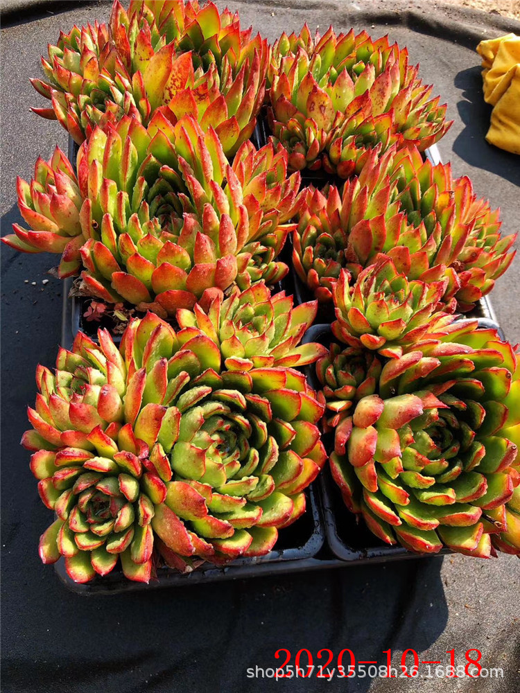 868云南多肉植物批发 雪鹰群生 姬明镜群多肉品种 金黄色状态