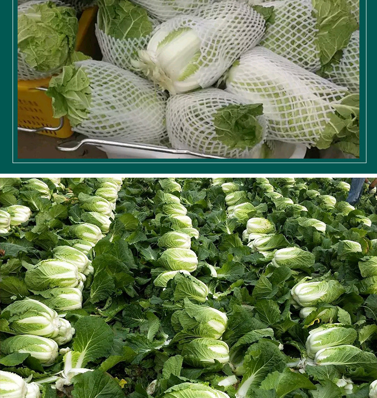 铁头70天成熟白菜籽 农田四季耐储抗裂大白菜籽植蔬菜籽