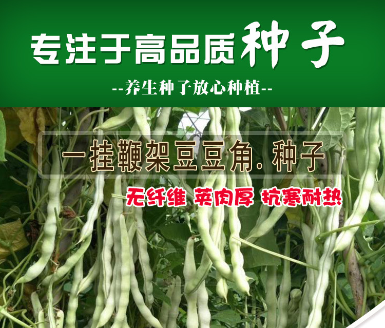 一挂鞭架豆种子 农田菜园早熟肉厚嫰荚白色无筋豆角蔬菜籽