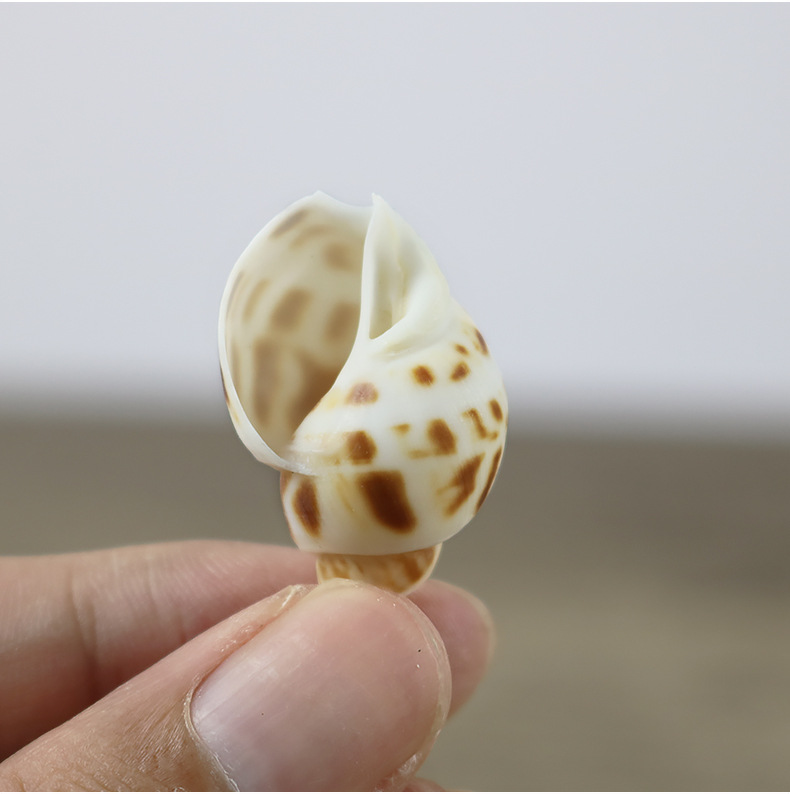 小东风螺花螺500克小海螺创意手工材料漂流瓶鱼缸造景批发一斤装